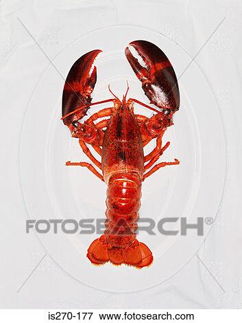 Lobster on a plate View Large Photo Image Stock Photo - Lobster on a plate. Fotosearch
