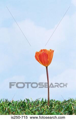 Orange tulip in grass View Large Photo Image Stock Photography - Orange tulip in grass. Fotosearch