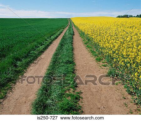 Path through a field View Large Photo Image Stock Photo - Path through a field. Fotosearch