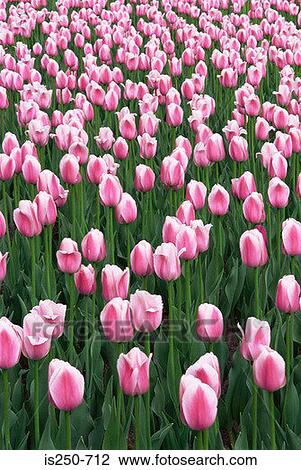 Pink and white tulips View Large Photo Image Stock Image - Pink and white tulips. Fotosearch