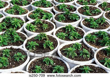 Pots of fanfare blush impatiens View Large Photo Image Stock Photo - Pots of fanfare blush impatiens. Fotosearch