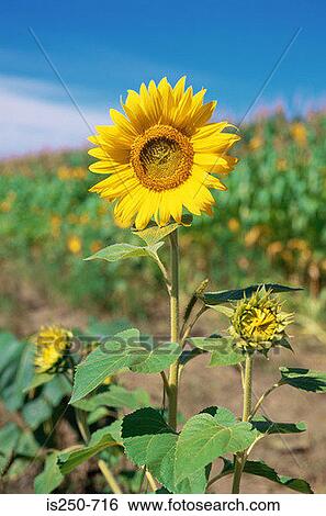 Stock Photograph - Sunflower in a field. Fotosearch