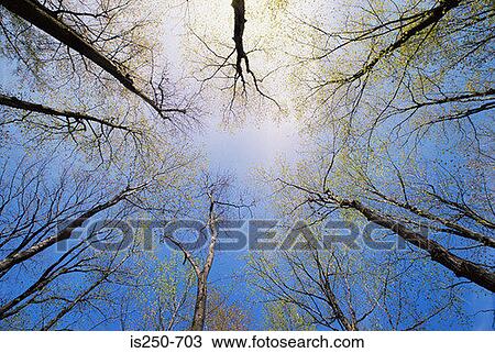 Trees in spring time View Large Photo Image Stock Image - Trees in spring time. Fotosearch