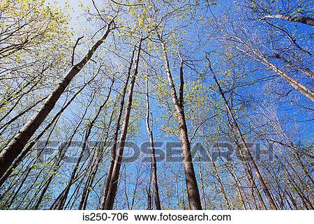 Trees in spring time View Large Photo Image Stock Photograph - Trees in spring time. Fotosearch
