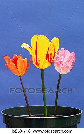 Tulips in a flowerpot View Large Photo Image Stock Photo - Tulips in a flowerpot. Fotosearch