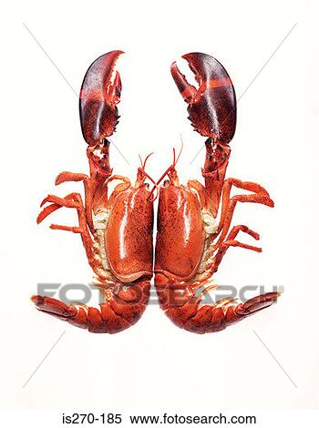 Two halves of a lobster View Large Photo Image Stock Photography - Two halves of a lobster. Fotosearch