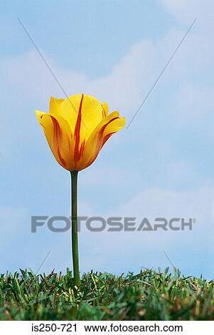 Yellow and red tulip View Large Photo Image Stock Image - Yellow and red tulip. Fotosearch