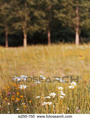 Stock Image - Daisies in a field. Fotosearch