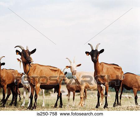 Stock Photo - Goats in a field. Fotosearch