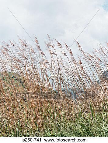 Stock Image - Marram grass in the wind. Fotosearch