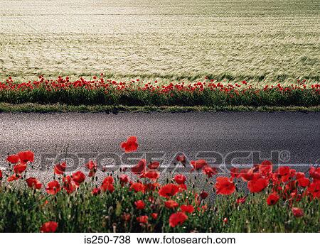 Poppy field near a road View Large Photo Image Stock Photo - Poppy field near a road. Fotosearch