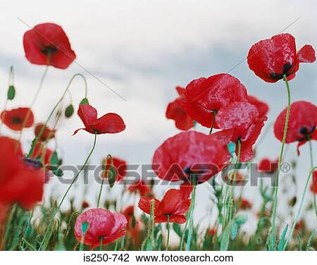 Stock Image - Poppy field. Fotosearch