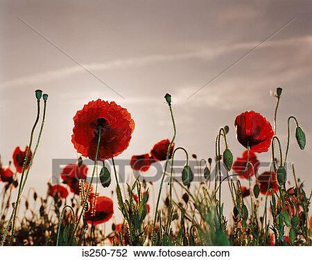 Stock Image - Poppy field. Fotosearch