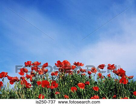 Poppy field View Large Photo Image Stock Photo - Poppy field. Fotosearch