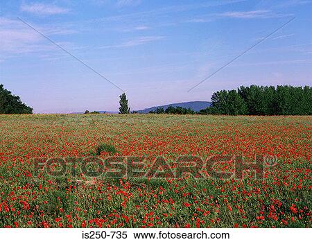 Stock Photography - Poppy field. Fotosearch