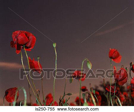 Poppy field View Large Photo Image Stock Photography - Poppy field. Fotosearch