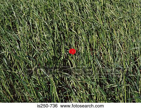 Stock Photograph - Single poppy in a field. Fotosearch