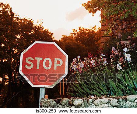 Stop sign at sunset View Large Photo Image Stock Image - Stop sign at sunset. Fotosearch