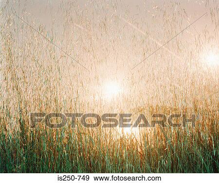 Stock Photo - Sunset over field of marram grass. Fotosearch