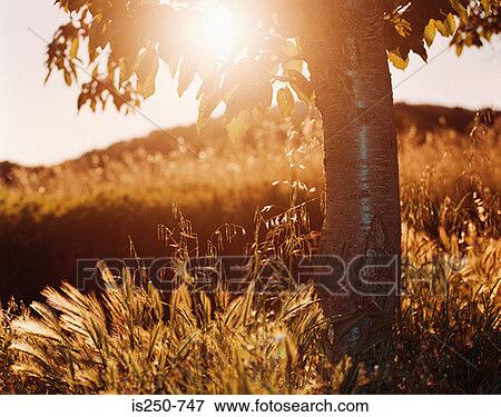 Stock Photo - Tree and field at sunset. Fotosearch