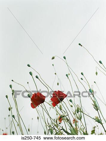 Two poppies View Large Photo Image Stock Photography - Two poppies. Fotosearch