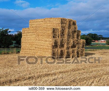 Bales of hay in field View Large Photo Image Stock Photo - Bales of hay in field . Fotosearch