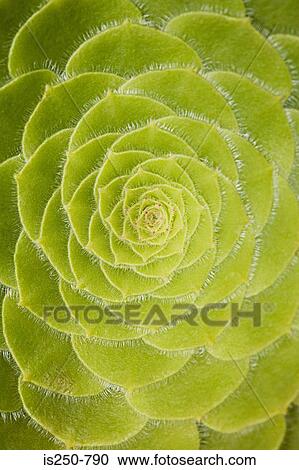 Leaves of green plant View Large Photo Image Stock Image - Leaves of green plant. Fotosearch