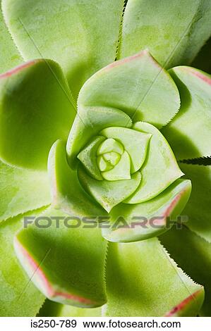 Leaves of green plant View Large Photo Image Stock Photo - Leaves of green plant. Fotosearch