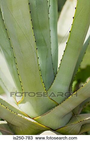 Stock Image - Leaves of plant. Fotosearch
