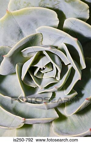 Leaves of plant View Large Photo Image Stock Image - Leaves of plant. Fotosearch