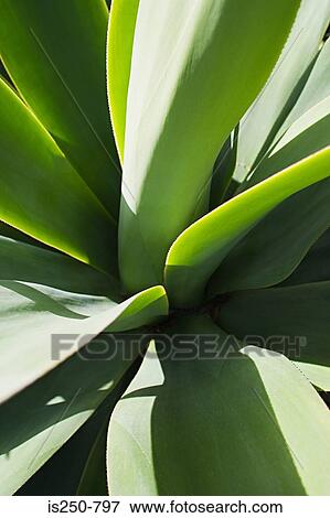 Stock Photo - Leaves of plant. Fotosearch