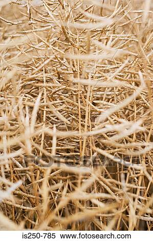Stock Photography - Leaves of plant. Fotosearch