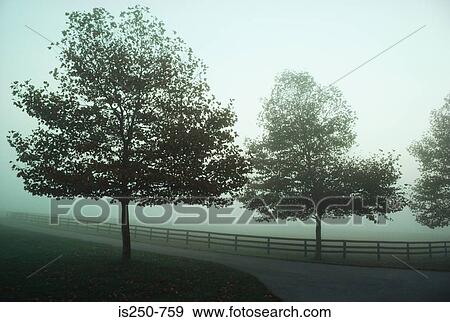 Stock Photo - Trees by field in mist. Fotosearch