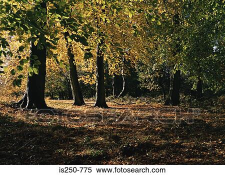 Trees in autumn View Large Photo Image Stock Photography - Trees in autumn. Fotosearch
