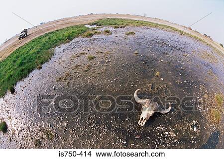 Ox skull in field View Large Photo Image Picture - Ox skull in field. Fotosearch