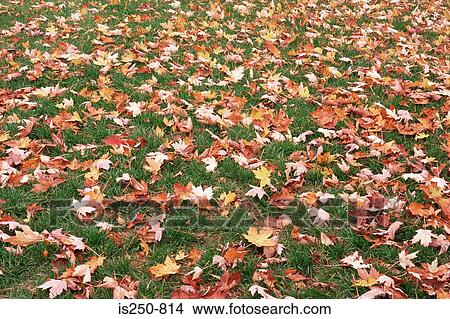 Autumn leaves on the ground View Large Photo Image Picture - Autumn leaves on the ground. Fotosearch