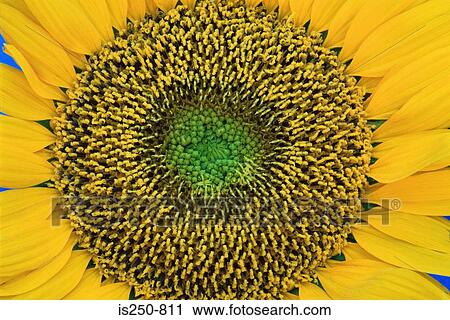 Close up of sunflower View Large Photo Image Stock Image - Close up of sunflower. Fotosearch