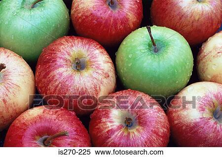 Granny smith and gala apples View Large Photo Image Stock Photography - Granny smith and gala apples. Fotosearch