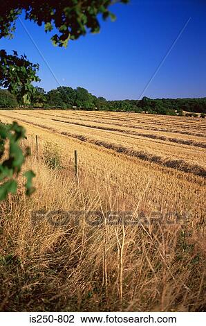 Stock Image - Harvested crops. Fotosearch