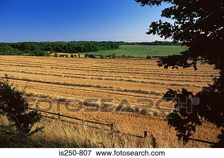 Stock Photo - Harvested crops. Fotosearch
