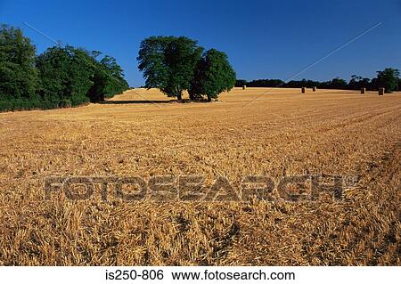 Stock Photograph - Harvested crops. Fotosearch
