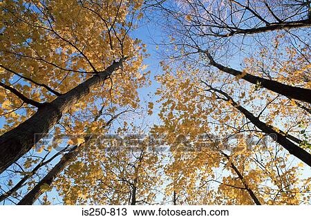 Stock Image - Maple trees in autumn. Fotosearch