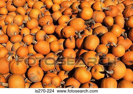 Pumpkins View Large Photo Image Picture - Pumpkins. Fotosearch