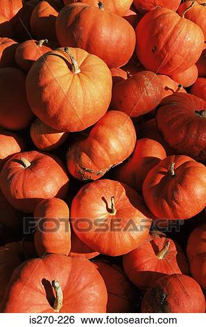 Pumpkins View Large Photo Image Stock Photograph - Pumpkins. Fotosearch