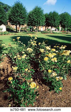 Welwyn garden city View Large Photo Image Stock Image - Welwyn garden city. Fotosearch