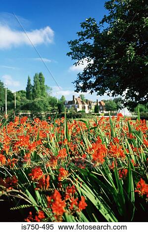 Welwyn garden city View Large Photo Image Stock Photography - Welwyn garden city. Fotosearch