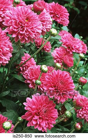 Stock Image - Chrysanthemums. Fotosearch