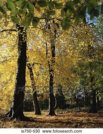 English forest in autumn View Large Photo Image Stock Image - English forest in autumn. Fotosearch