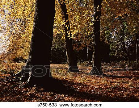 Stock Image - English forest in autumn. Fotosearch