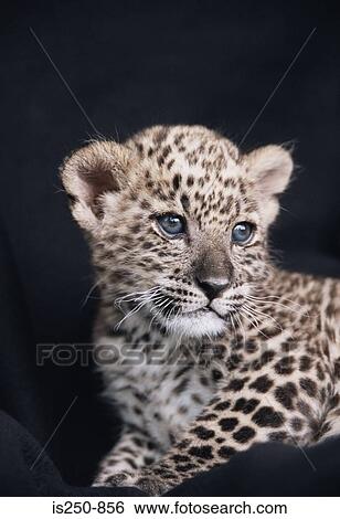 Stock Photograph - Leopard cub. Fotosearch